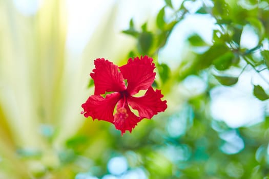 Red tropical hibiscus flower in a green garden