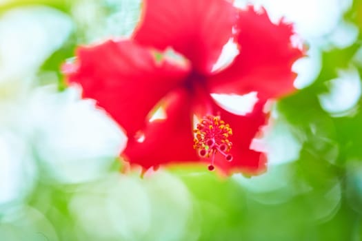 Red tropical hibiscus flower in a green garden