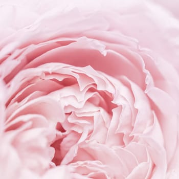 Abstract floral background, pink pale rose flower petals, soft focus. Macro flowers backdrop for holiday brand design
