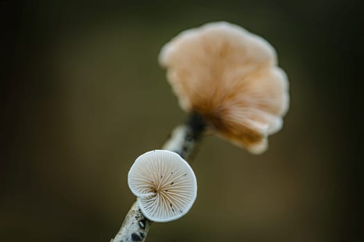 Mushroom Crepidotus variabilis growing on a dead branch in a forest in the netherlands in november