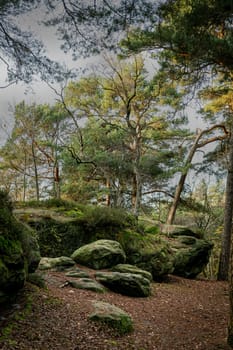 A tranquil forest landscape showcasing lush greenery, moss-covered rocks, and towering trees. This peaceful setting evokes feelings of calm and connection with nature, perfect for outdoor enthusiasts.