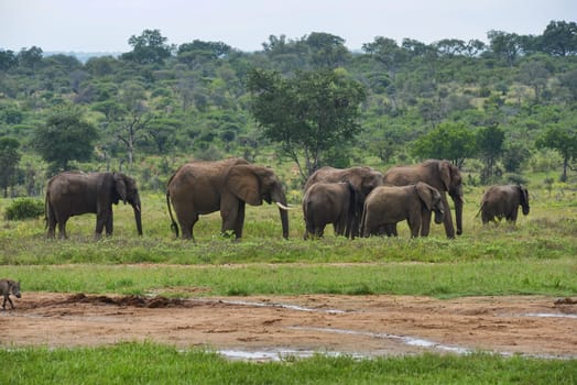 A herd of majestic elephants peacefully graze in the lush African savannah, surrounded by greenery. This captivating scene captures the essence of wildlife in their natural habitat