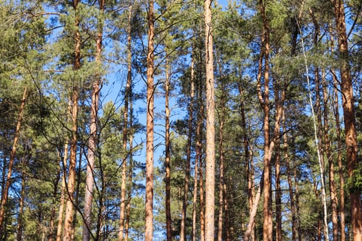 Sunlit pine forest in early spring. Natural background
