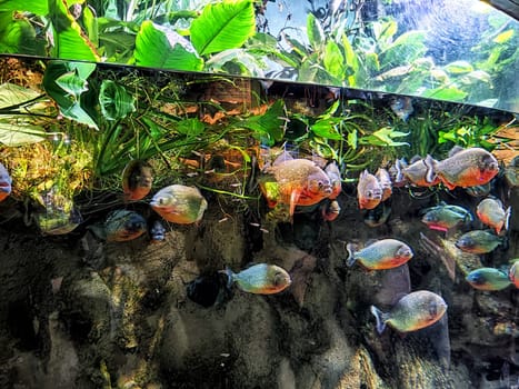 Piranhas swim among lush green plants in an aquarium, showcasing their vibrant colors and active behavior during daylight hours.