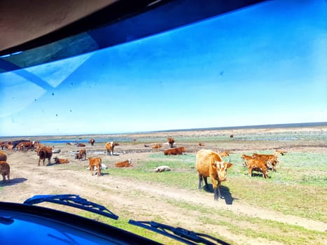 A herd of cattle can be seen grazing peacefully along the riverbank on a sunny day, surrounded by vibrant greenery.