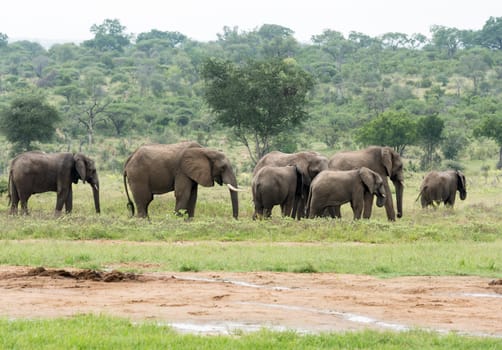 group of elephants with young in south african wild nature