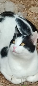 black and white cat sitting outside, pet portrait breed animals domestic nature. High quality photo