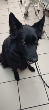 black dog animals, shepherd dog domestic animal, nature breed, pet. High quality photo