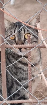 Gray cat looks, sitting outside, pet breed animals domestic animals. High quality photo