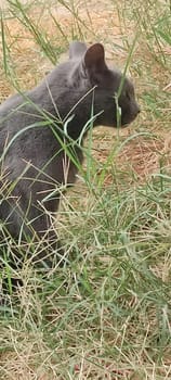 Gray cat looks, sitting outside, pet breed animals domestic, nature green grass street. High quality photo