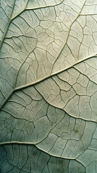 Close-up of a green leaf with detailed veins, natural texture, macro photography concept.