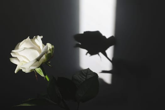 White rose bouquet in a cozy home interior. Floral spring or Valentines day romantic background, happy holiday on February 14, dating and love concept