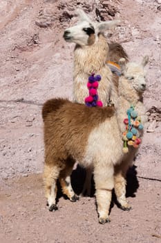 Eco tourism in the north of Argentina. Exotic landscapes. Lama glama. Winter tourism. Wallpapers for tourism brochure. Vertical picture