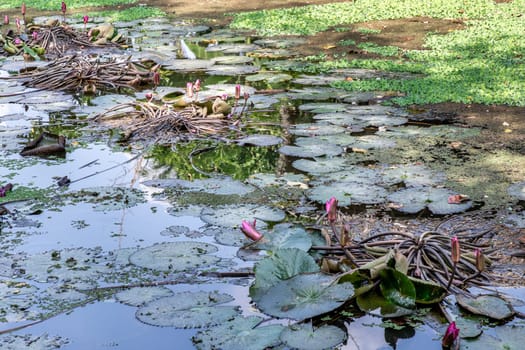 Green lotus leaf with pink lotus flower in a natural canal, Countryside of Thailand.