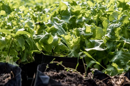 Close up of organic green Lettuce growing in farm for agriculture concept, Cultivation hydroponic vegetable in farm plant market. Vegetable background, Selective focus.