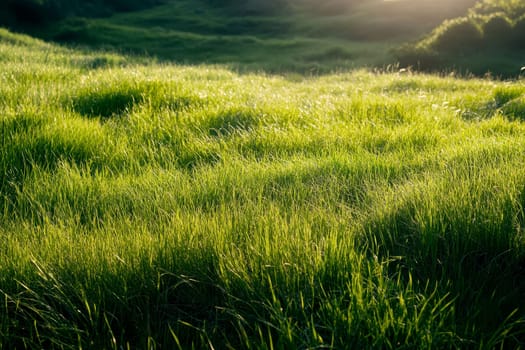 green grassland landscape with sunlight isolated background..