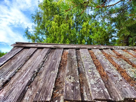 A rustic wooden roof, weathered and aged, is adorned with patches of moss and scattered pine needles, set against a vibrant green backdrop.