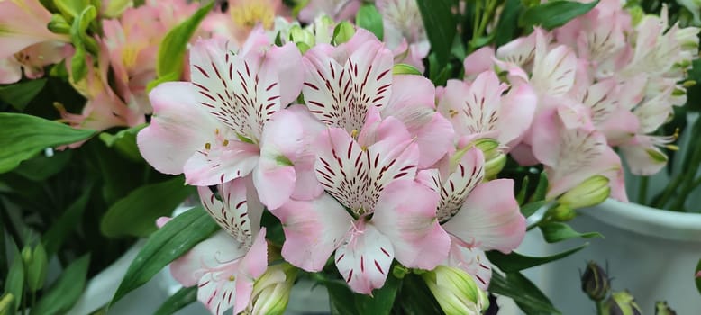 pink lilies and white roses beautiful flowers gerbera, petals plants, flora botanical variety floristry, stems nature. High quality photo