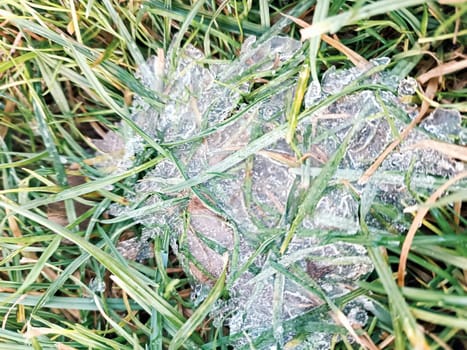 first thin ice on the green grass dangerous winter cold cool day frost snow . High quality photo