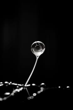 Plant freshness nature close-up liquid macro leaf white green grass dew water and raindrop rain bubble closeup wet environment drop black clean