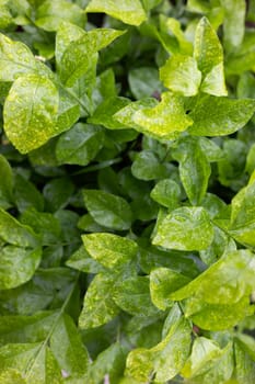 Green Leaves Texture Background.  Green leaf texture. 