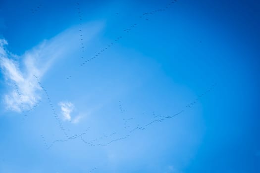 A group of Common Cranes flying blue sky, sunny day in winter in Gironde,France. High quality 4k footage