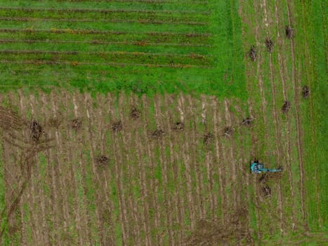 FRANCE, GIRONDE, NAUJAN-ET-POSTIAC, BORDEAUX VINEYARD UPROOTING CAMPAIGN WITH BACKHOE LOADER. High quality photo