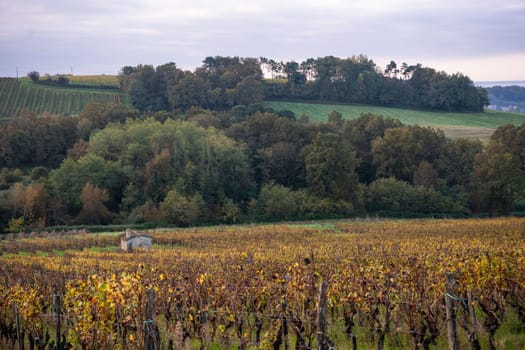 FRANCE, GIRONDE, ENTRE DEUX MERS VINEYARDS, STONE CABIN WITH AUTUMN COLORS, High quality photo