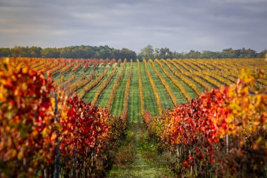 Autumn landscape around Bordeaux vineyards, Bordeaux Vineyard at sunrise in autumn, Entre deux mers, Langoiran, Gironde. High quality photo