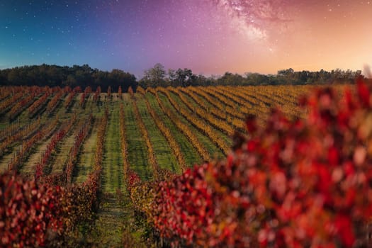 Grape field in the night with stars, Bordeaux Wineyard in autumn, France. High quality photo