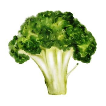 Broccoli watercolor. Cruciferous cabbage hand drawn on isolated white background. Clip art food. Ideal for restaurant menus, recipe books and organic vegetable packaging. High quality illustration