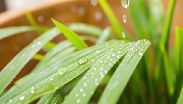 Close up of fresh green leaves with glistening water droplets, showcasing the beauty of nature after a refreshing rain
