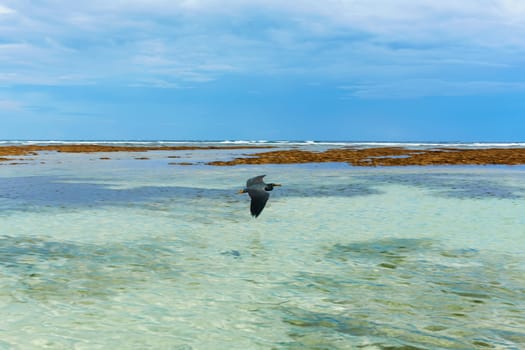 A black heron bird flies over the clear, clean water of the ocean on the popular tourist island of Bali