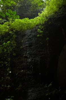 Close-up of rocks and stones in the jungle covered with moss and green plants