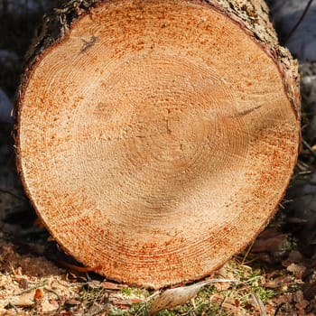 Close up of fresh cut tree trunk with drops of resin. High quality photo