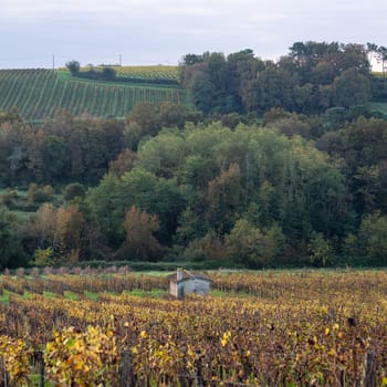 FRANCE, GIRONDE, ENTRE DEUX MERS VINEYARDS, STONE CABIN WITH AUTUMN COLORS, High quality photo