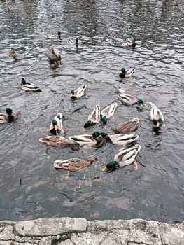 Ducks and drakes swim, chase each other in a lake or river in a city park ducks feeding in winter . High quality illustration
