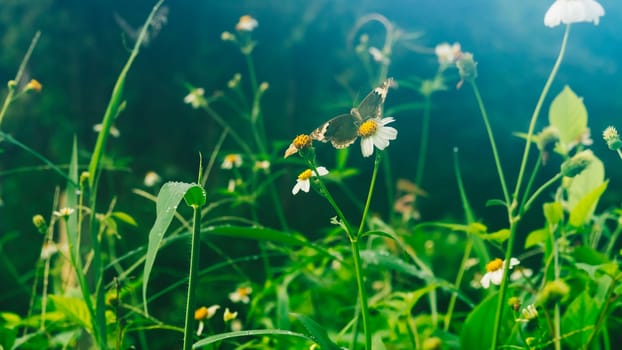 Summer mood background. Energy of Magic wild flora and fauna. Flowers, grass, butterflies.