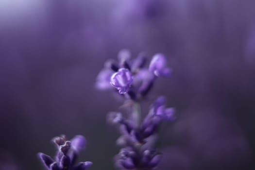 Here's a caption describing the image: Close-up of lavender blossoms. Purple flowers in soft focus, shallow depth of field. Delicate petals and stems. A tranquil, natural scene.