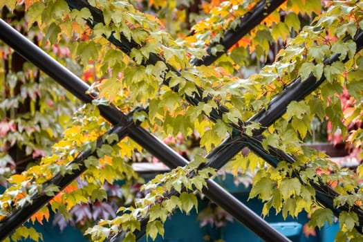 A close-up shot of a metal fence covered in vibrant yellow and orange leaves. The leaves are clinging to the black metal bars.