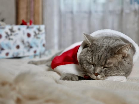 Celebrating Merry Christmas and Happy New Year 2025 at home with a pet. Scottish Straight cat sleeping on bed close-up