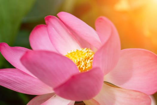 A pink lotus flower sways in the wind. Against the background of their green leaves. Lotus field on the lake in natural environment