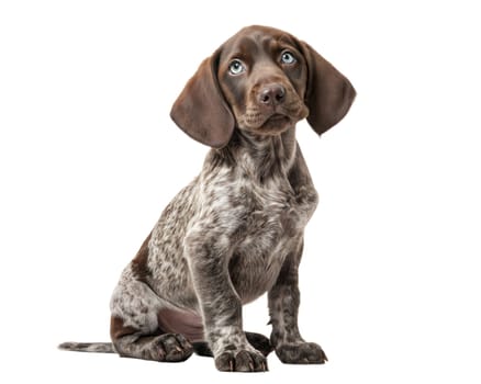 German Shorthaired Pointer puppy isolated on white background. Kurzhaar puppy sitting and looking at camera on white. Ai generated image
