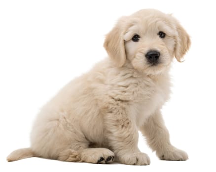 Komondor (Hungarian sheepdog) puppy isolated on white background. Komondor puppy sitting and looking at camera on white. Ai generated image
