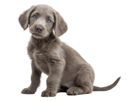 Grey Weimardoodle puppy, isolated on a white background. Sitting Grey Weimardoodle puppy. Ai generated image