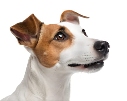 Cute jack russell terrier portrait, isolated on white background. Jack Russel headshot. Ai generated image