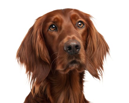 Irish setter dog portrait isolated on white background. Irish setter headshot looking at camera. Ai generated image