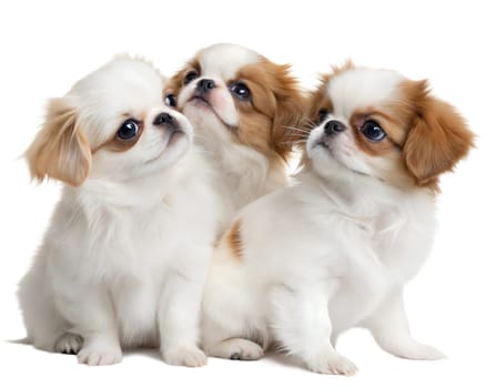 Japanese Chin puppies isolated on white background. Three sitting Japanese Chin puppies on white. Ai generated image
