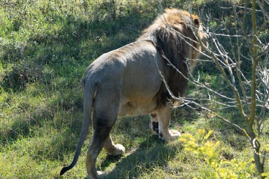 A large male lion stands in a grassy field, its back to the camera. The lion is facing a small tree with bare branches.