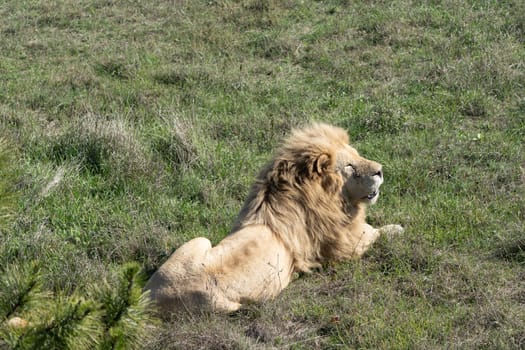 A large male lion with a thick mane lies on the ground, looking towards the right side of the frame. The lion is in a grassy field.